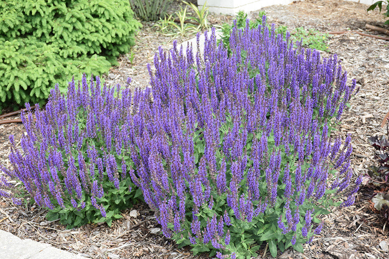 Veronica Speedwell Royal Rembrandt