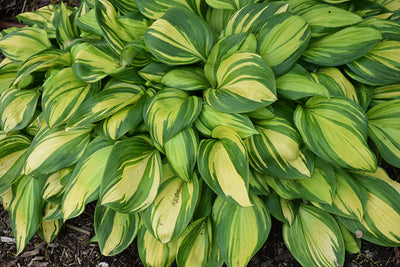 Hosta Plantain Lily Rainbow's End