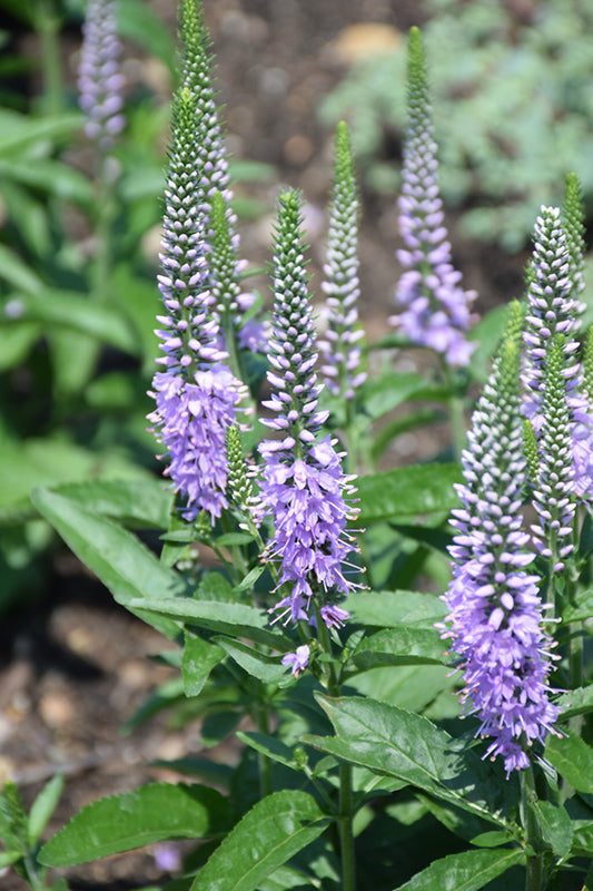 Veronica Speedwell Lavender Lightsaber