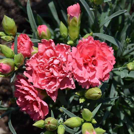 Dianthus Pinks Fruit Punch Classic Coral - 6" Perennial