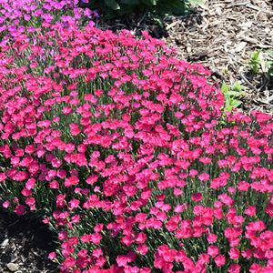 Dianthus Pinks Paint The Town Magenta - 6" Perennial