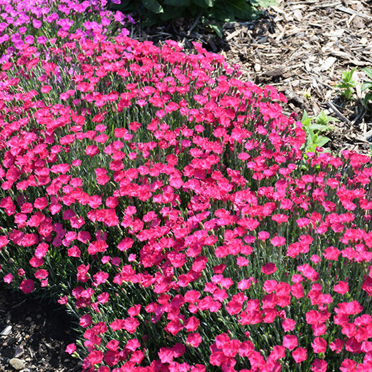 Dianthus Pinks Paint The Town Magenta - 6" Perennial