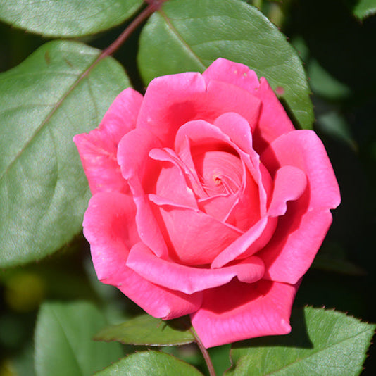Rose Double KO Pink