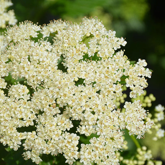 Viburnum Autumn Jazz