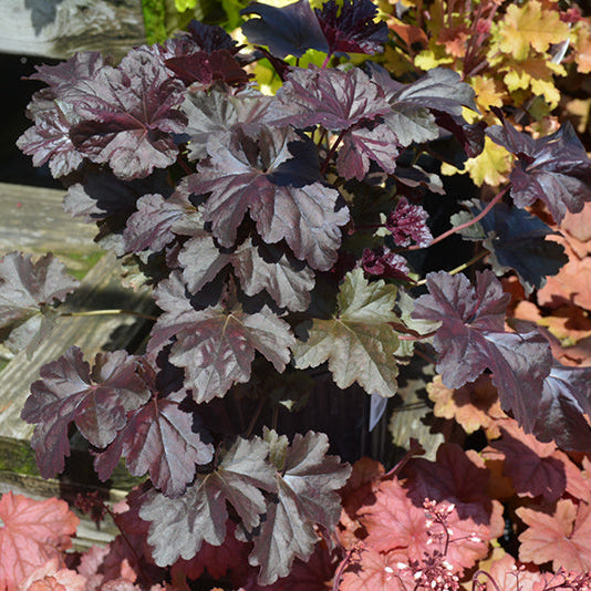 Heuchera Coral Bell Obsidian