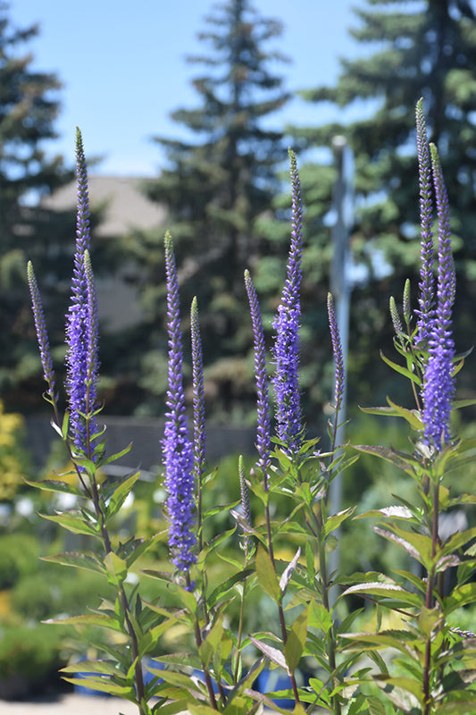 Veronica Speedwell Blue Skywalker