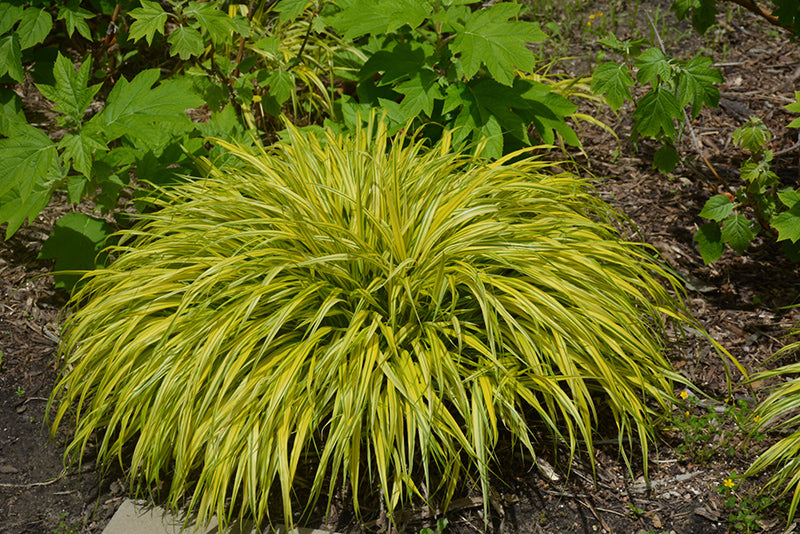 Hakonechloa Japanese Forest Grass Aureola