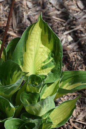 Hosta Plantain Lily Whirlwind