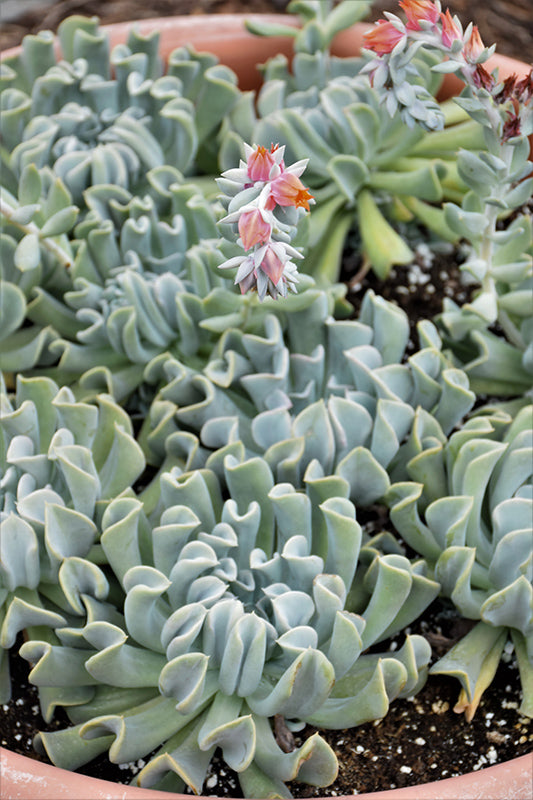 Echeveria run Topsy Turvy - 2.5" Succulent