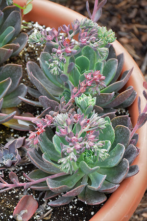 Echeveria Blue Prince - 2.5" Succulent