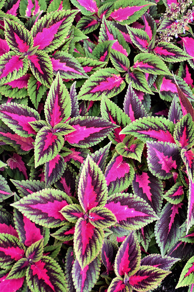 Coleus Ruby Road - 4.33" Premium Annual