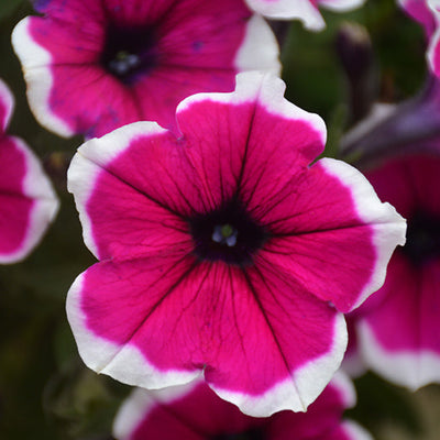 Petunia Cascadias Rim Cherry - 11" Hanging Basket
