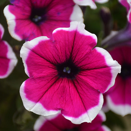 Petunia Cascadias Rim Cherry - 11" Hanging Basket