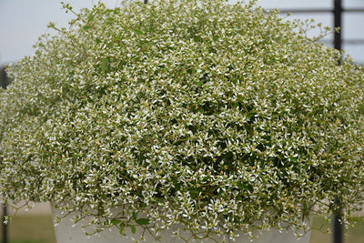 Euphorbia Star Dust White Sparkle - 4.33" Premium Annual
