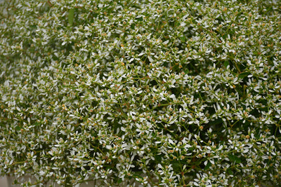 Euphorbia Star Dust White Sparkle - 4.33" Premium Annual
