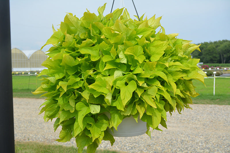 Ipomoea FloraMia Limon Wedge - 4.33" Premium Annual