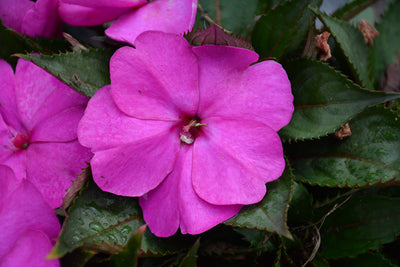 SunPatiens Purple - 11" Hanging Basket
