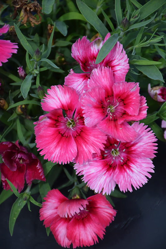 Dianthus Parfait Super Raspberry - 4 Pack Annual