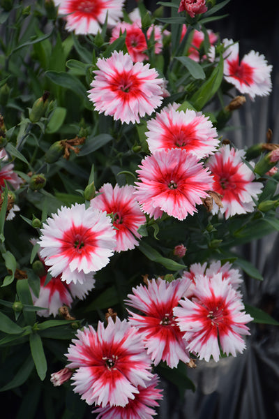 Dianthus Parfait Super Strawberry - 4 Pack Annual