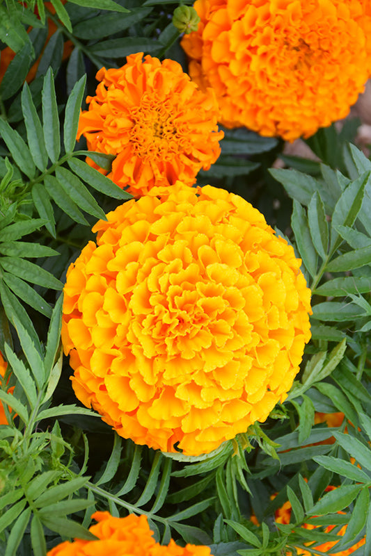 Marigold Taishan  Orange - 4 Pack Annual