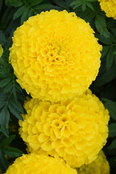 Marigold Taishon Yellow - 4 Pack Annual