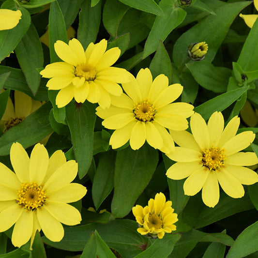 Zinnia Zahara Yellow - 4 Pack Annual