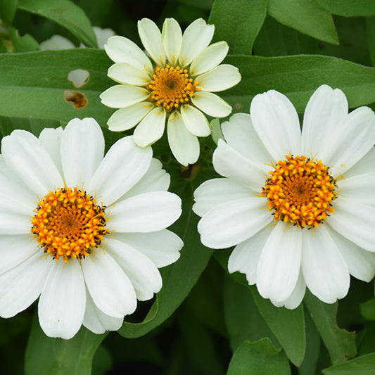 Zinnia Profusion White - 4 Pack Annual