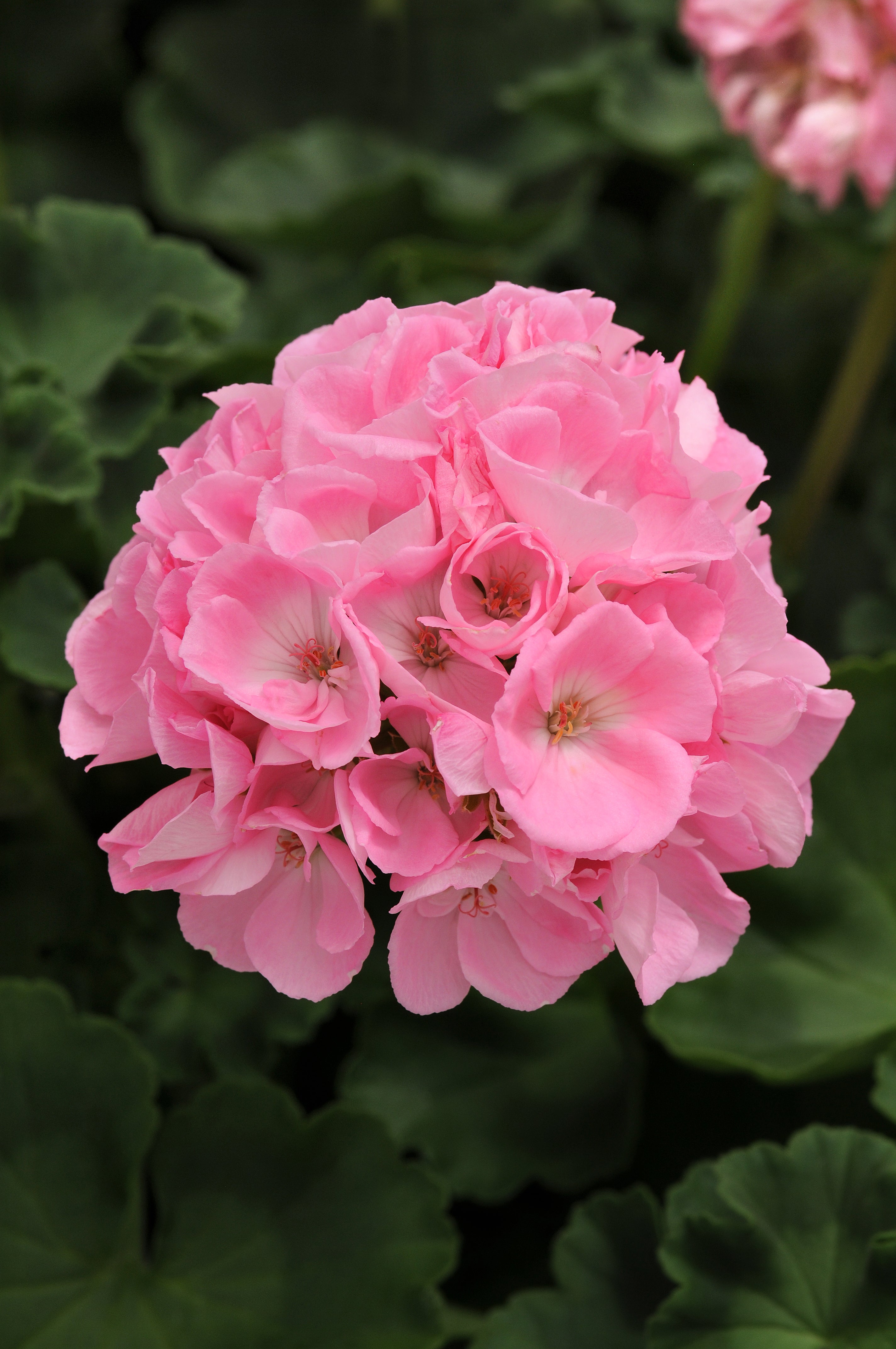 Geranium Dynamo Pink Light - 10" Planter