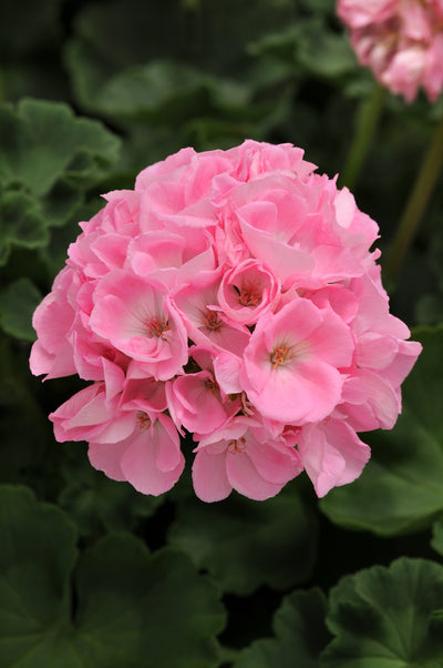 Geranium Dynamo Pink Light - 8" Planter