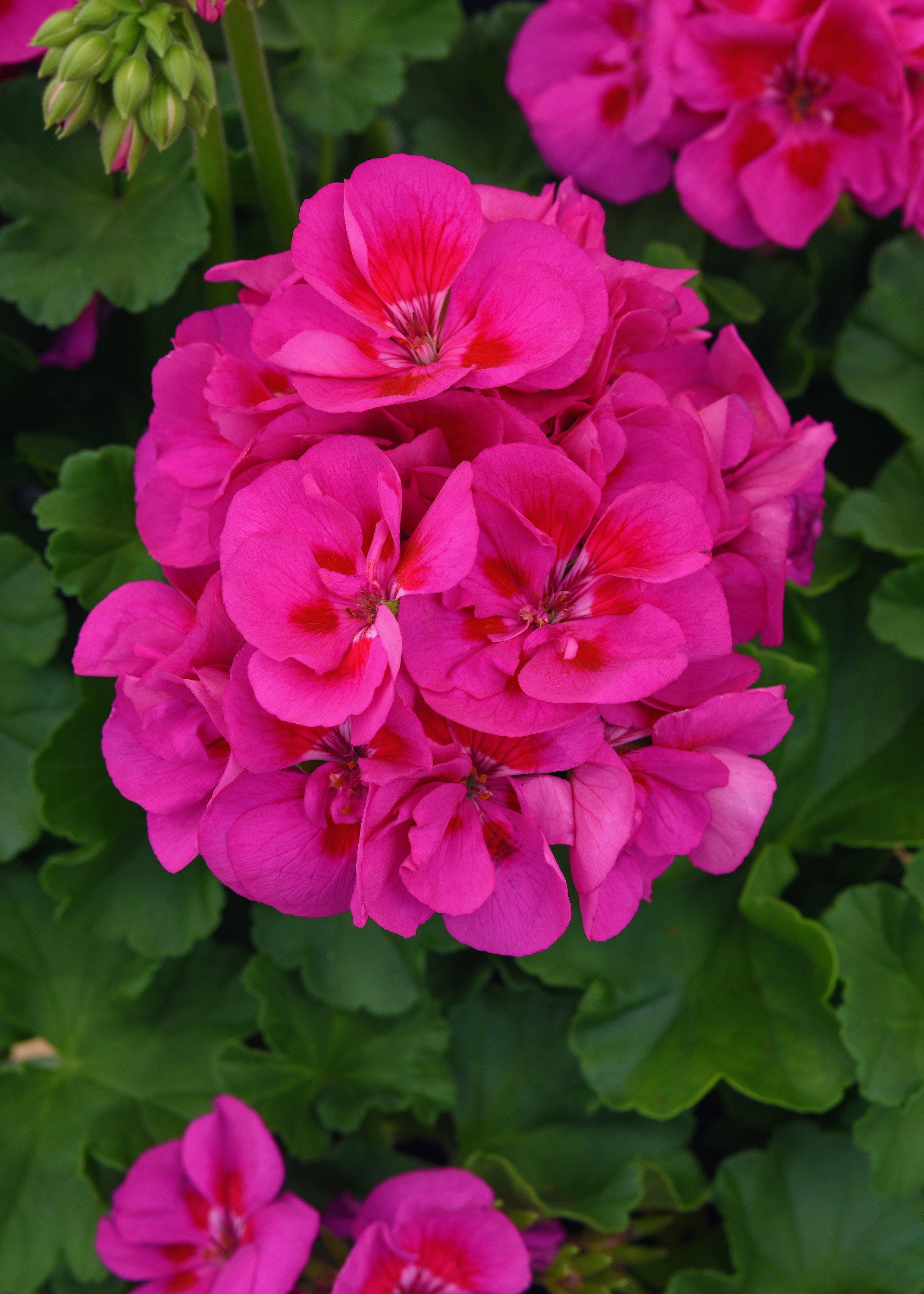 Geranium Dynamo Purple Sizzle - 4.33" Premium Annual