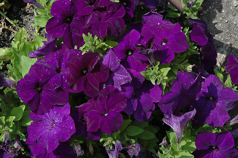 Petunia Pretty Grand Midnight - 4 Pack Annual