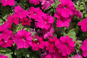 Petunia Pretty Grand Purple - 4 Pack Annual