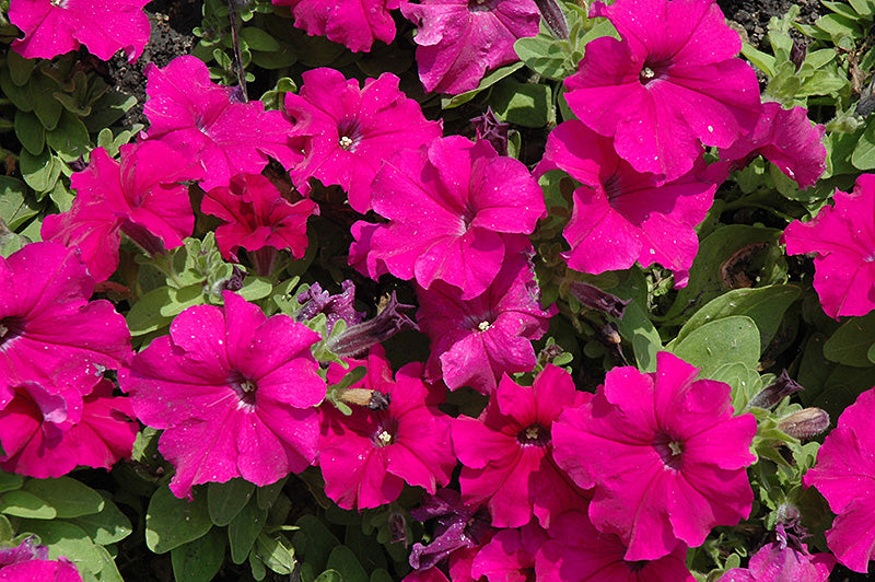Petunia Pretty Grand Purple - 4 Pack Annual