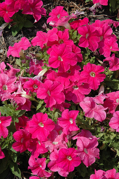 Petunia Pretty Grand Pink Deep - 4 Pack Annual