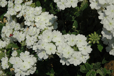 Verbena Empress Flair White - 4.33" Premium Annual