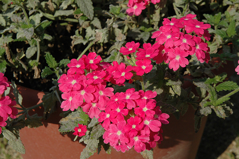 Verbena Empress Flair Pink Charme - 4.33" Premium Annual