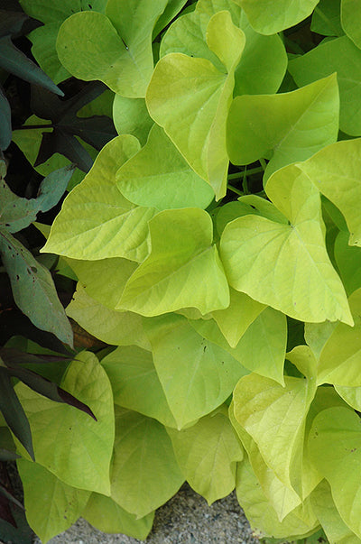 Ipomoea Marguerite - 4.33" Premium Annual