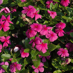 Vinca Titan Lilac - 4 Pack Annual