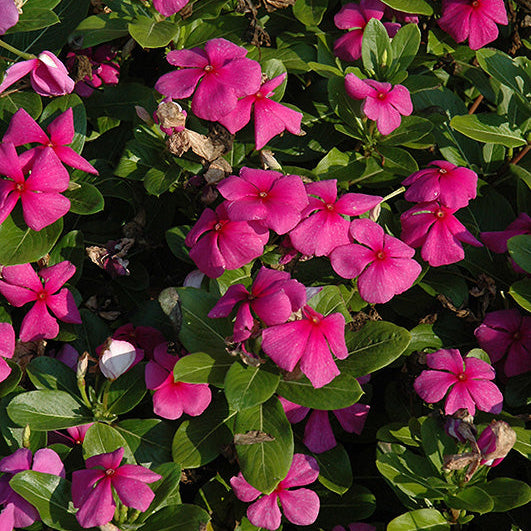 Vinca Titan Lilac - 4 Pack Annual