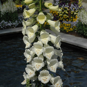 Digitalis Foxglove Dalmatian White