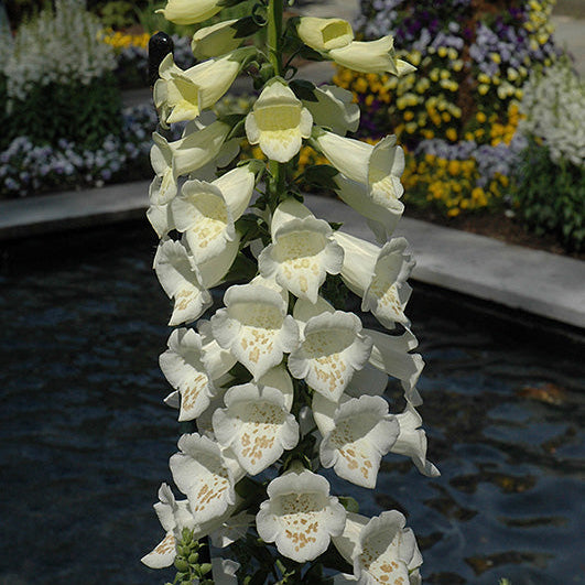 Digitalis Foxglove Dalmatian White