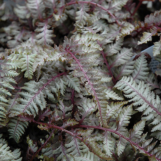 Athyrium Japanese Painted Fern Regal Red