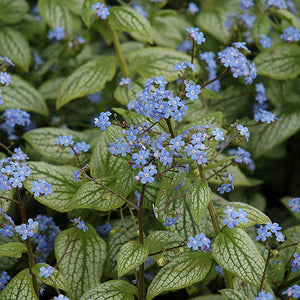Brunnera Siberian Bugloss Silver Heart