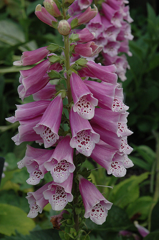 Digitalis Foxglove Dalmatian Rose