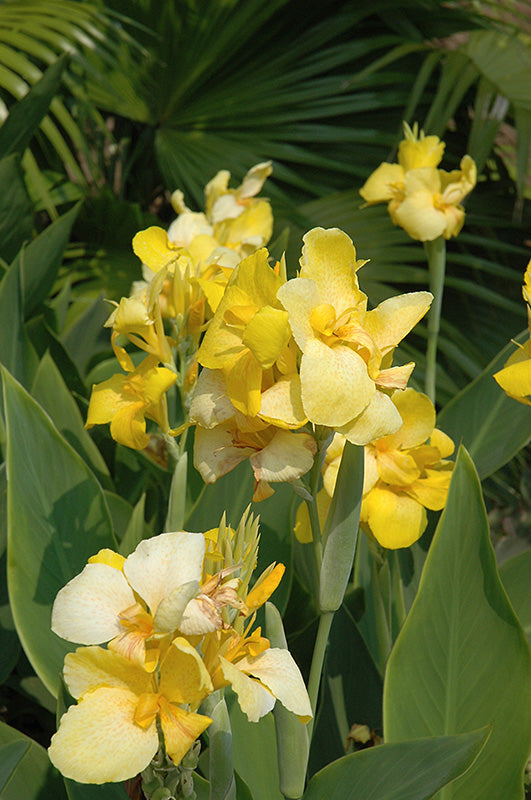 Canna Cannova Yellow - 8" Planter