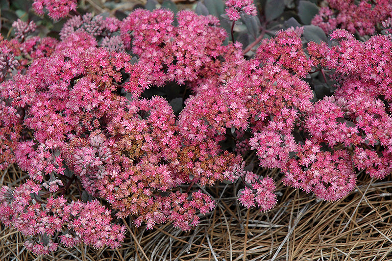 Sedum Stonecrop Sunsparkler Dazzleberry - 6" Perennial