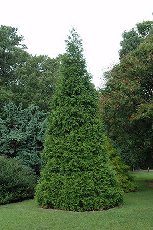 Arborvitae  Green Giant