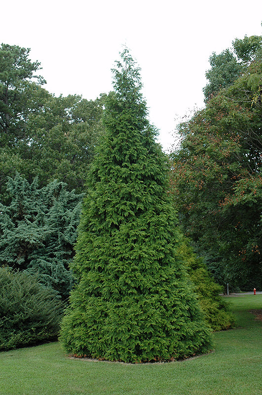 Arborvitae  Green Giant