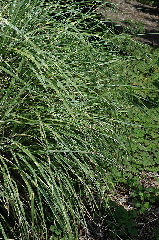 Miscanthus Maiden Grass Little Zebra