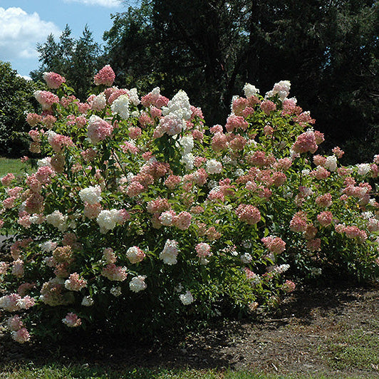 Hydrangea Vanilla Strawberry